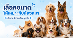 nexgard spectra for dog